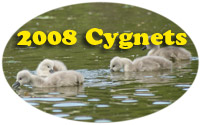 2008 Cygnets