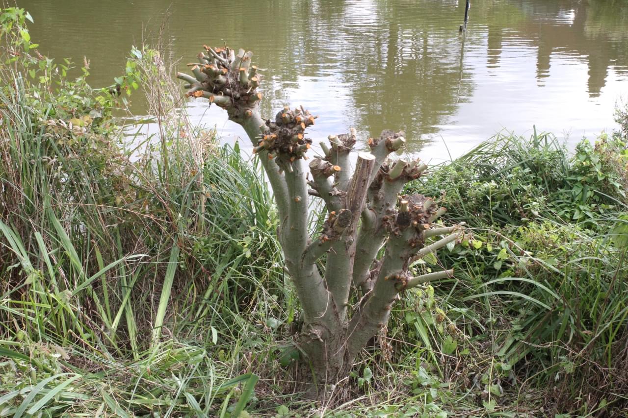 Pollarding Willow stump  Pollarding Willow stump