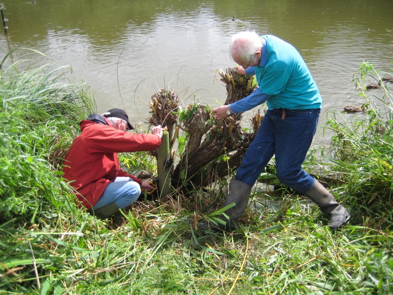 Removing EWillow stump  Removing EWillow stump