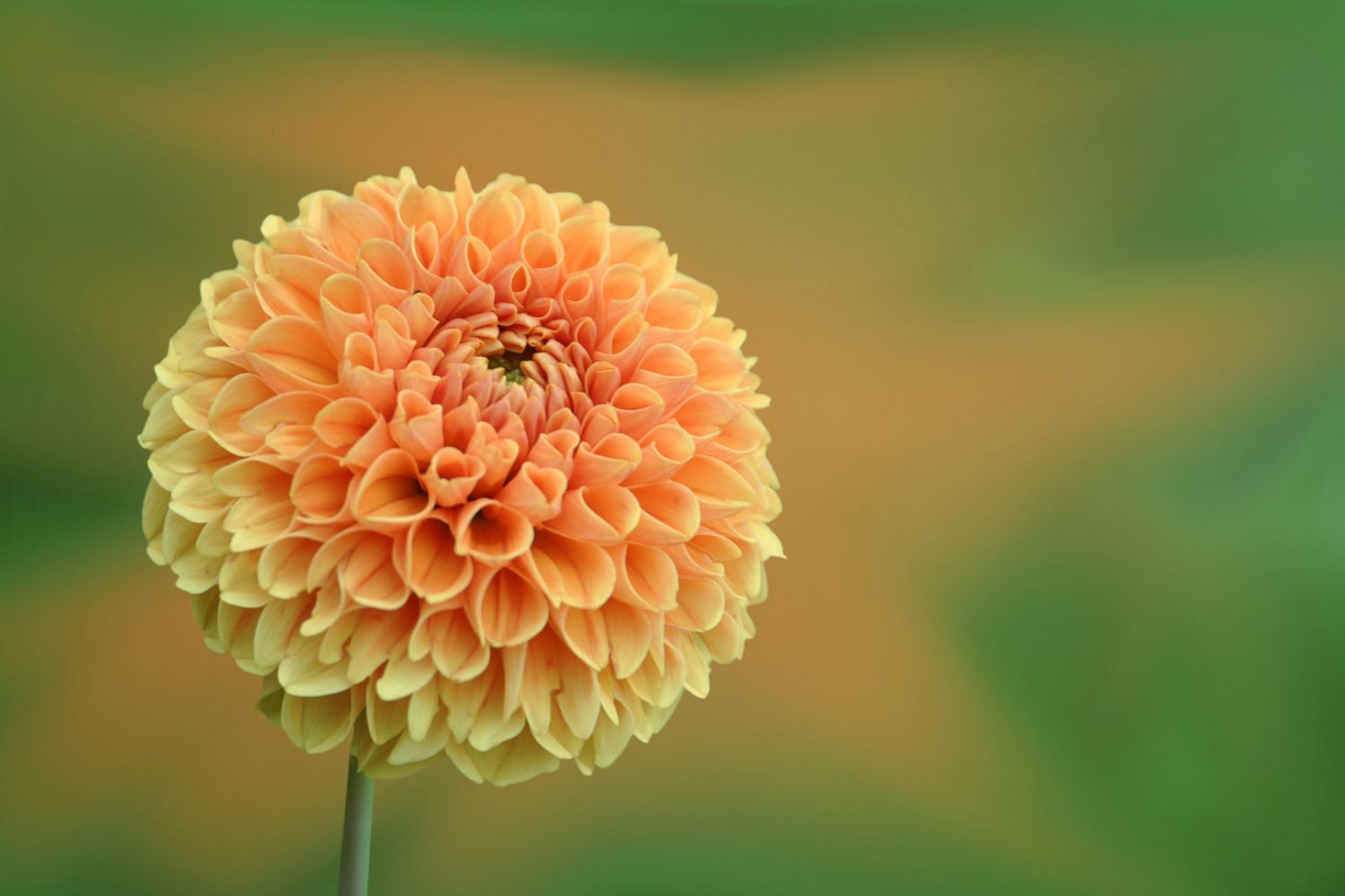Dahlia