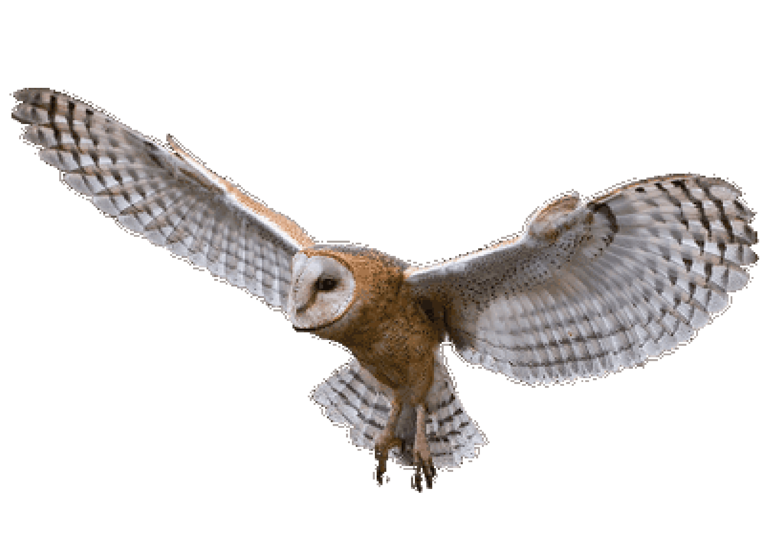 barn owl ebook barn owl by david chandler libro fisica y quimica 2 eso pdf barn owl ebook barn owl by david chandler libro fisica y quimica 2 eso pdf
