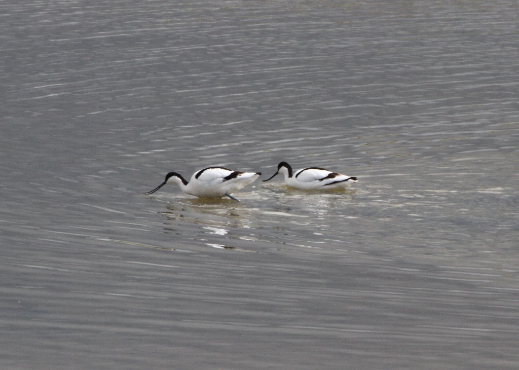 Avocets  Avocets