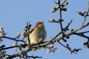 Chiff Chaff