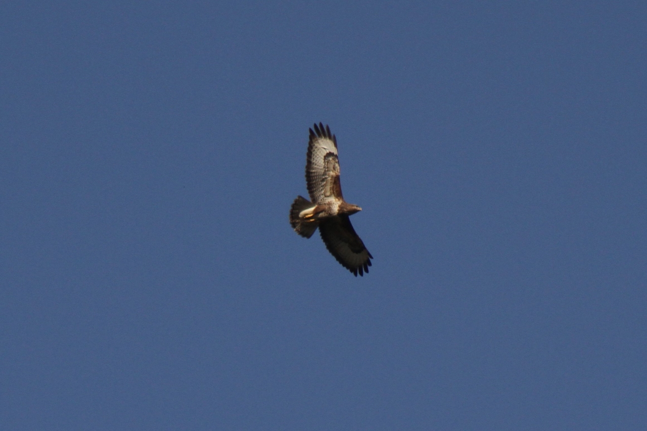 Buzzard  Buzzard