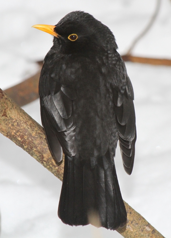 Blackbird  Blackbird
