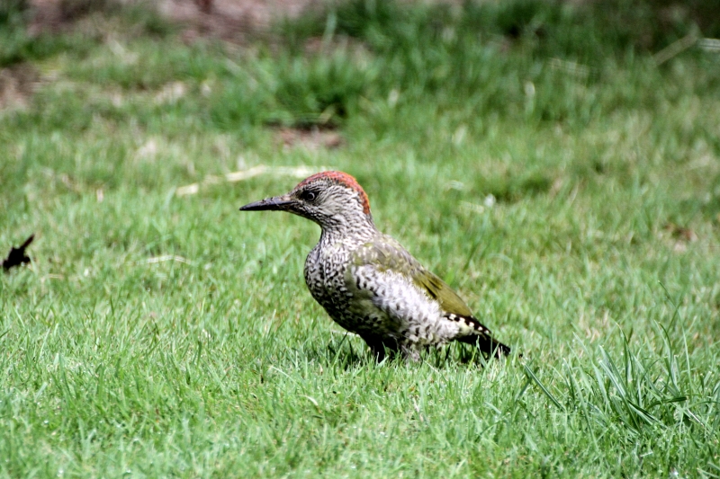 Green Woodpecker  Green Woodpecker