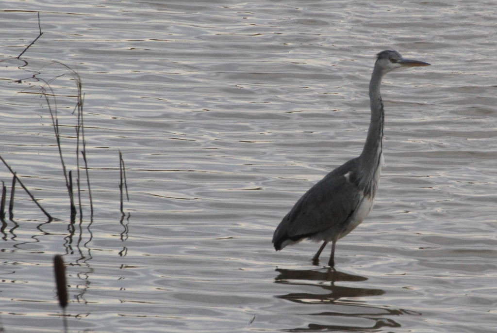 Grey Heron  Grey Heron