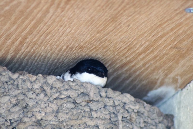 Swallow  Swallow