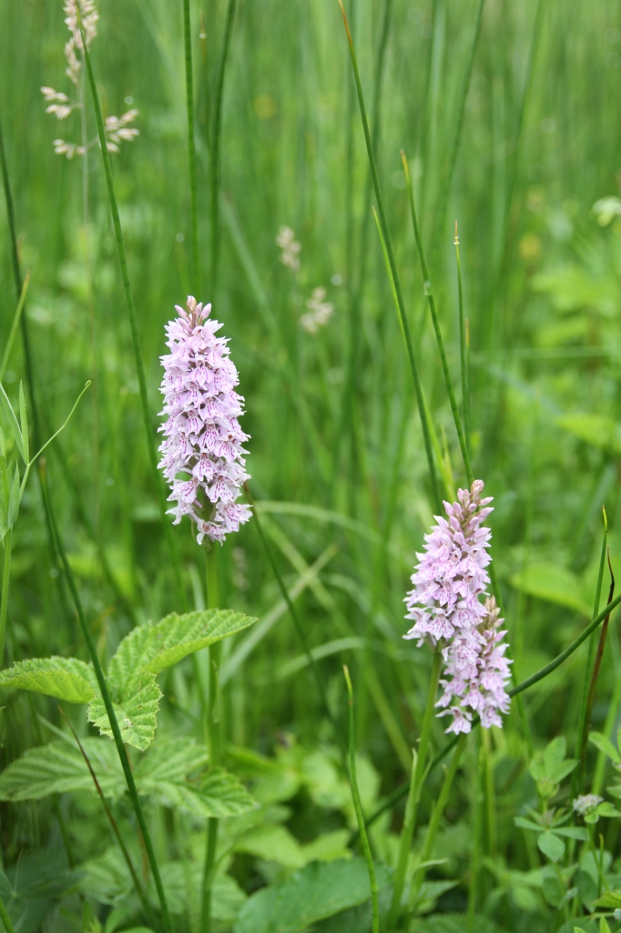 Common Spotted Orchids  Common Spotted Orchids