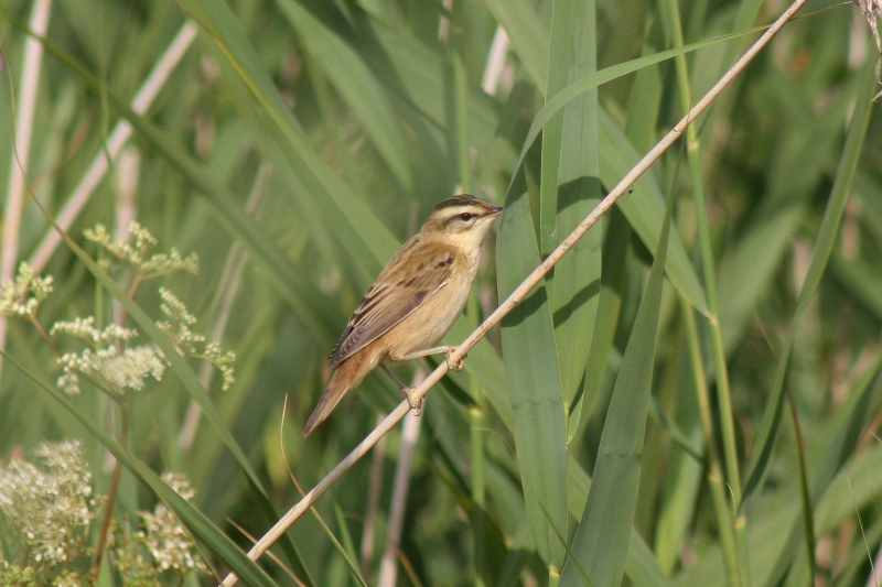 Sedge Warbler  Sedge Warbler