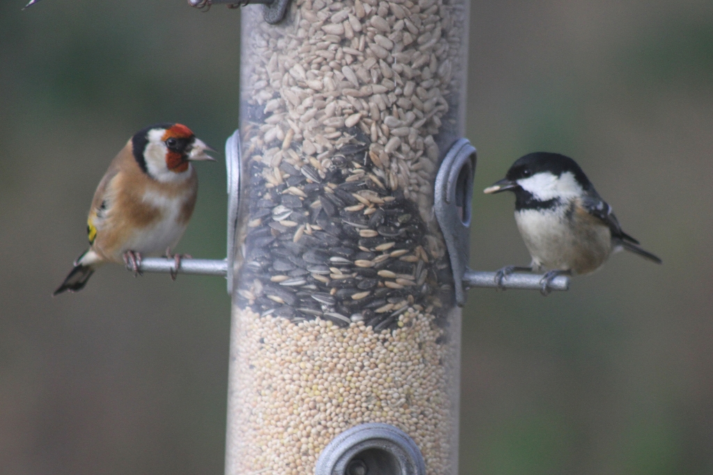 Goldfinch and Coal Tit  Goldfinch and Coal Tit