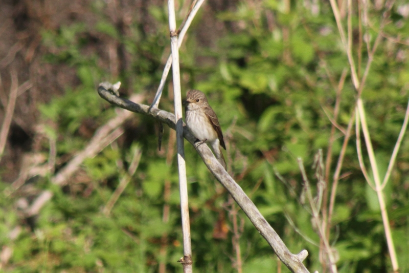 Spotted Flycatcher  Spotted Flycatcher