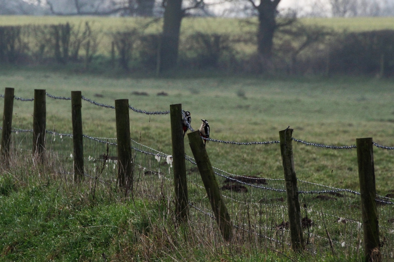 Great Spotted Woodpeckers  Great Spotted Woodpeckers