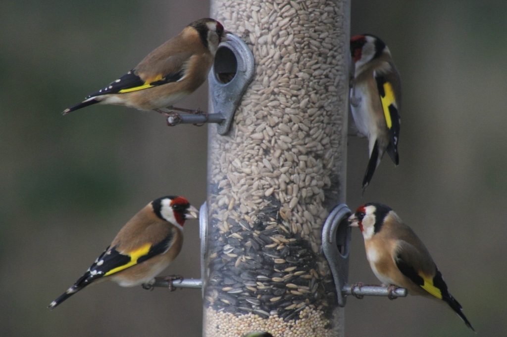 Goldfinches  Goldfinches
