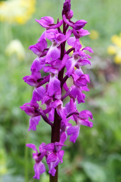 Early Purple Orchid  Early Purple Orchid