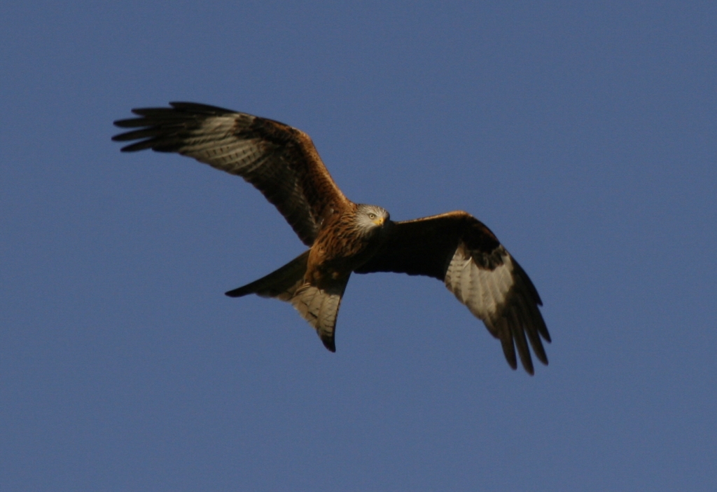 Red Kite  Red Kite