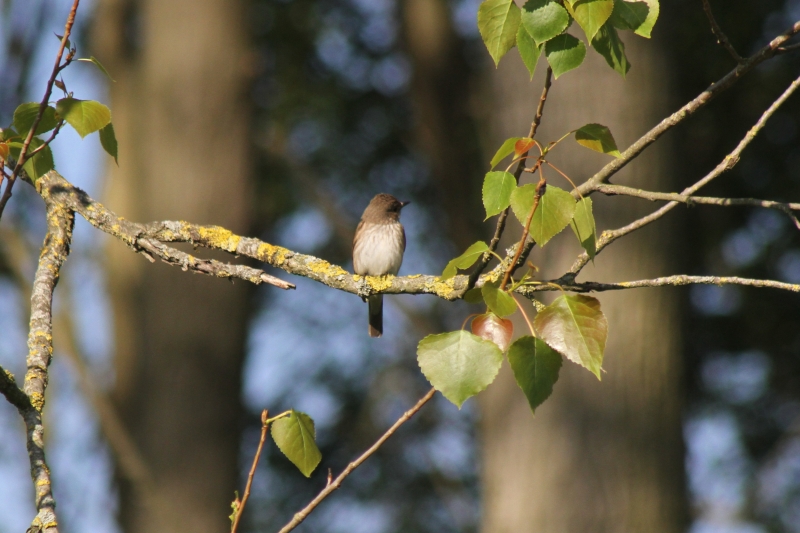 Spotted Flycatcher  Spotted Flycatcher