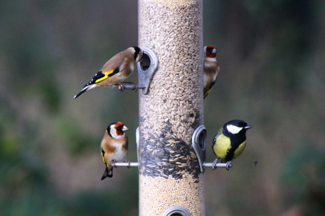 Goldfinches and Great Tit  Goldfinches and Great Tit