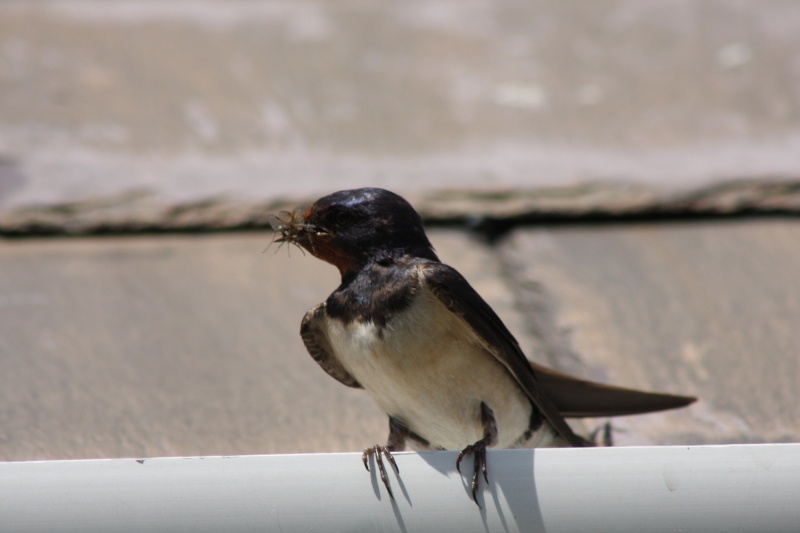 Swallow  Swallow