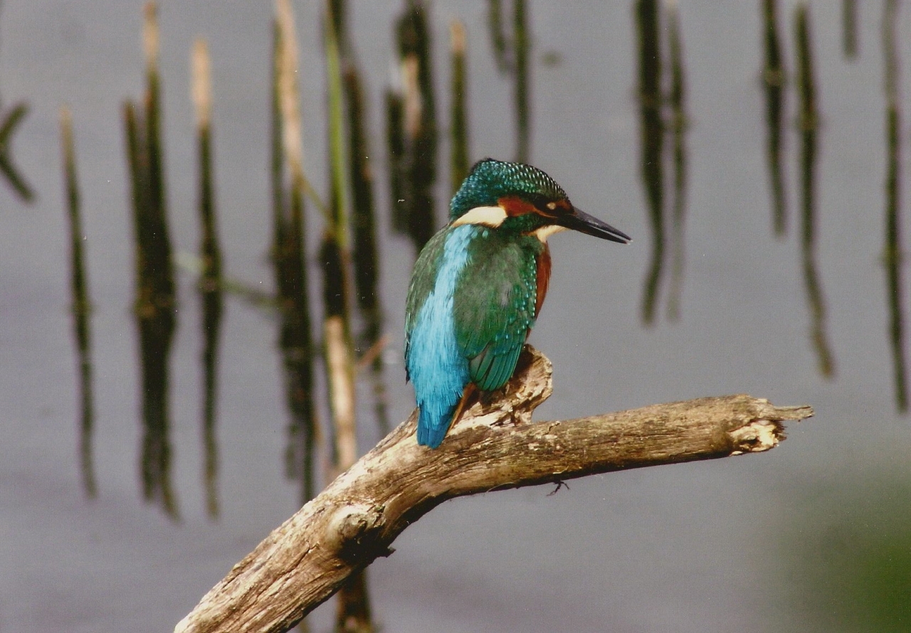 Kingfisher  Kingfisher