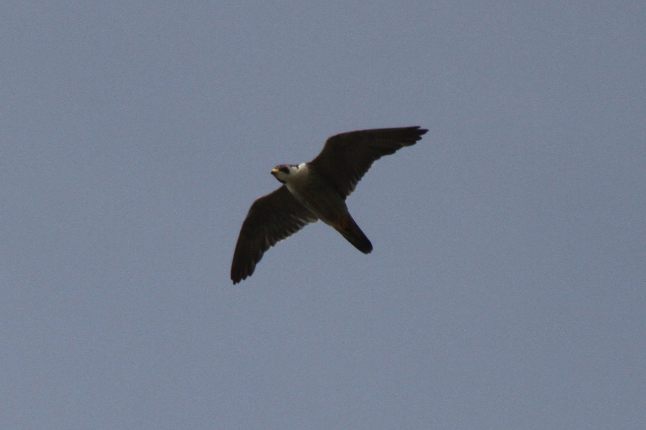 Peregrine Falcon  Peregrine Falcon