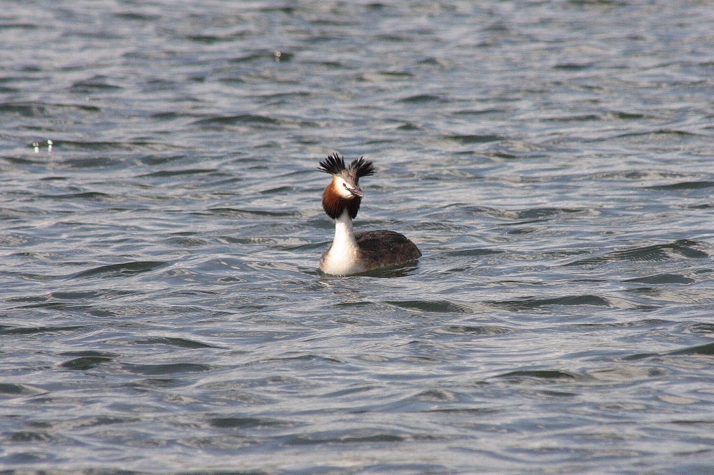 Great Crested Grebe  Great Crested Grebe