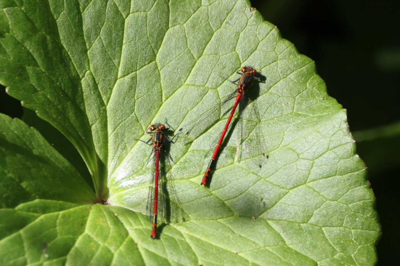 Red Damselflies  Red Damselflies