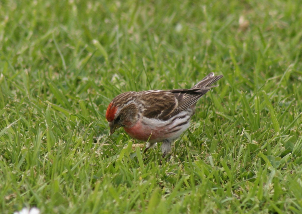 Redpoll  Redpoll