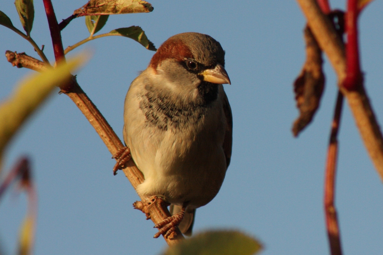 House Sparrow  House Sparrow