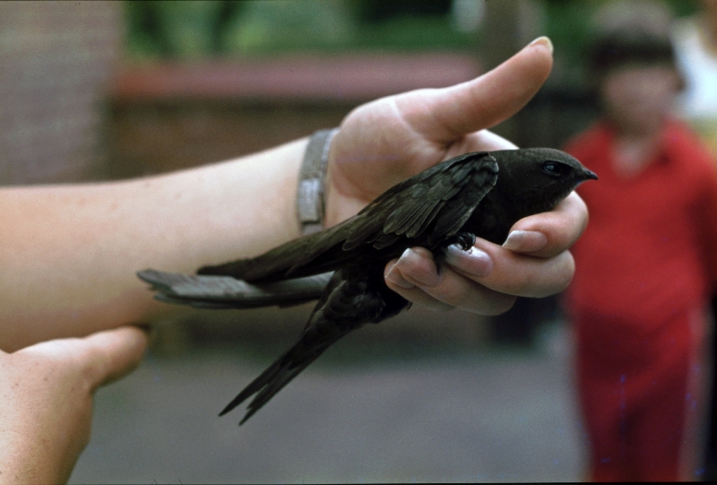 Swift  Swift