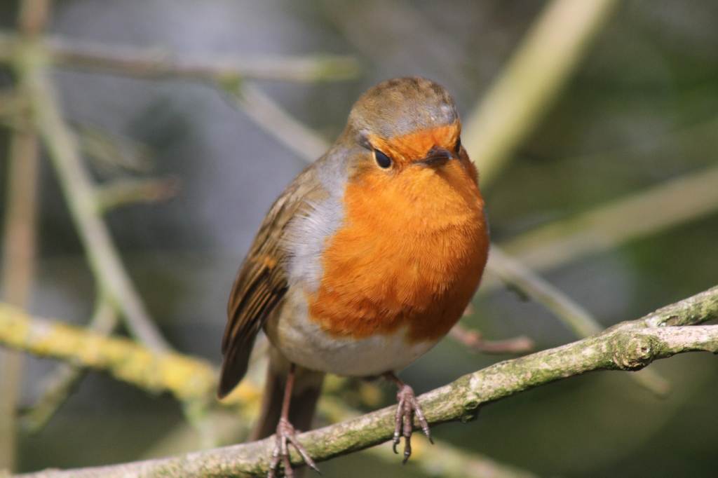 Robin  Robin