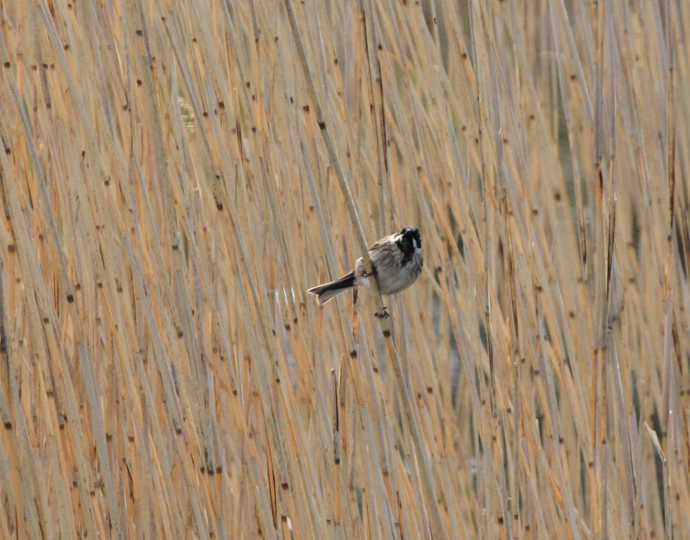 Reed Bunting  Reed Bunting