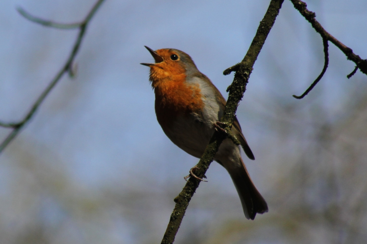 Robin  Robin