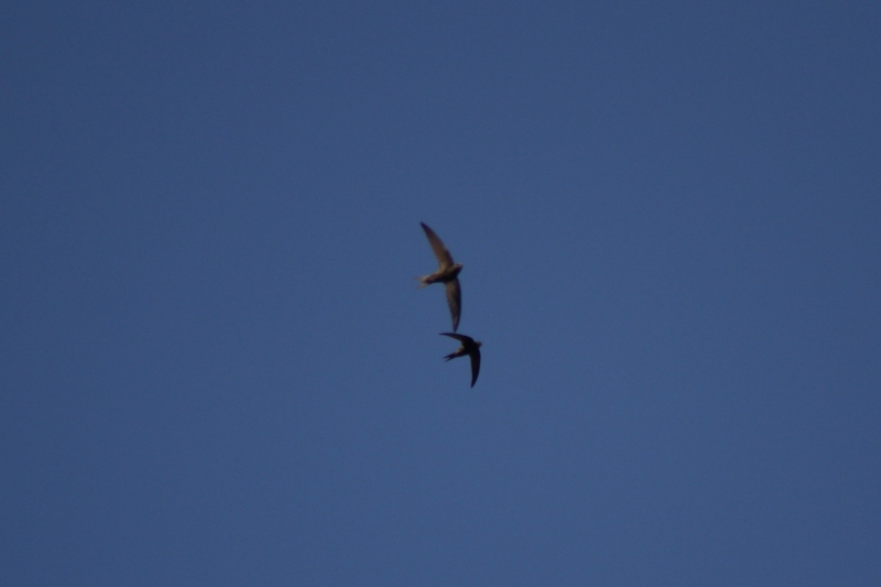 Swifts  Swifts