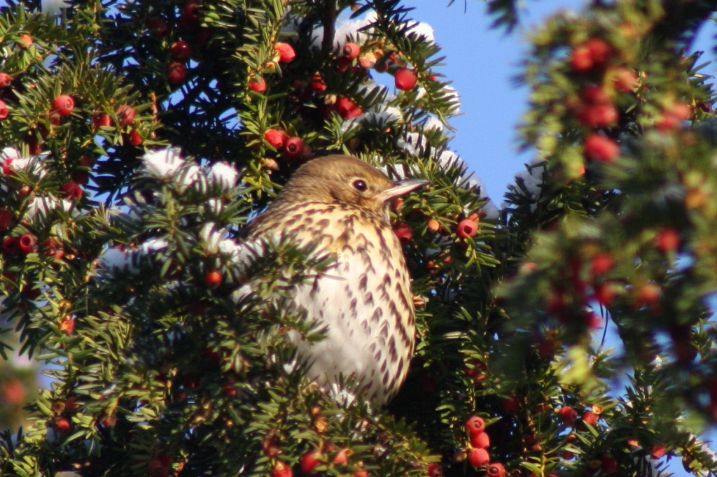 Song Thrush  Song Thrush