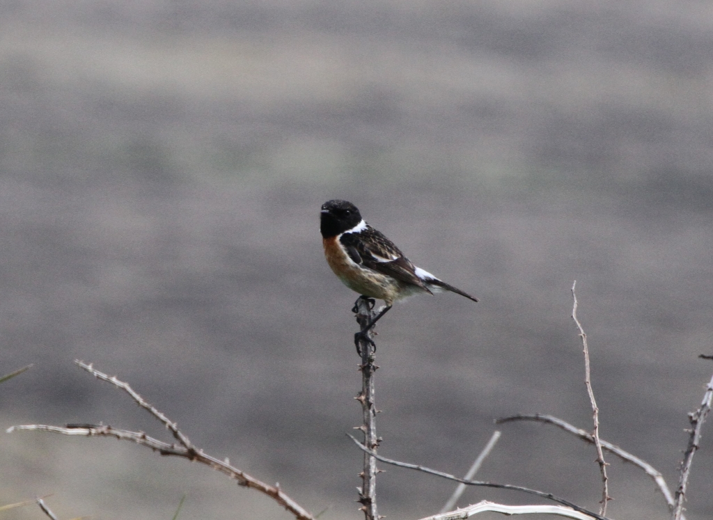 Stonechat  Stonechat