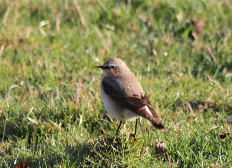 Wheatear  Wheatear