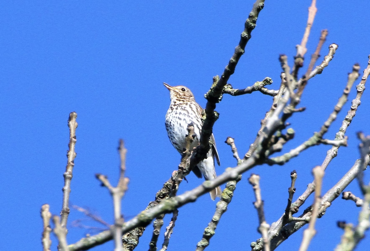 Song Thrush  Song Thrush