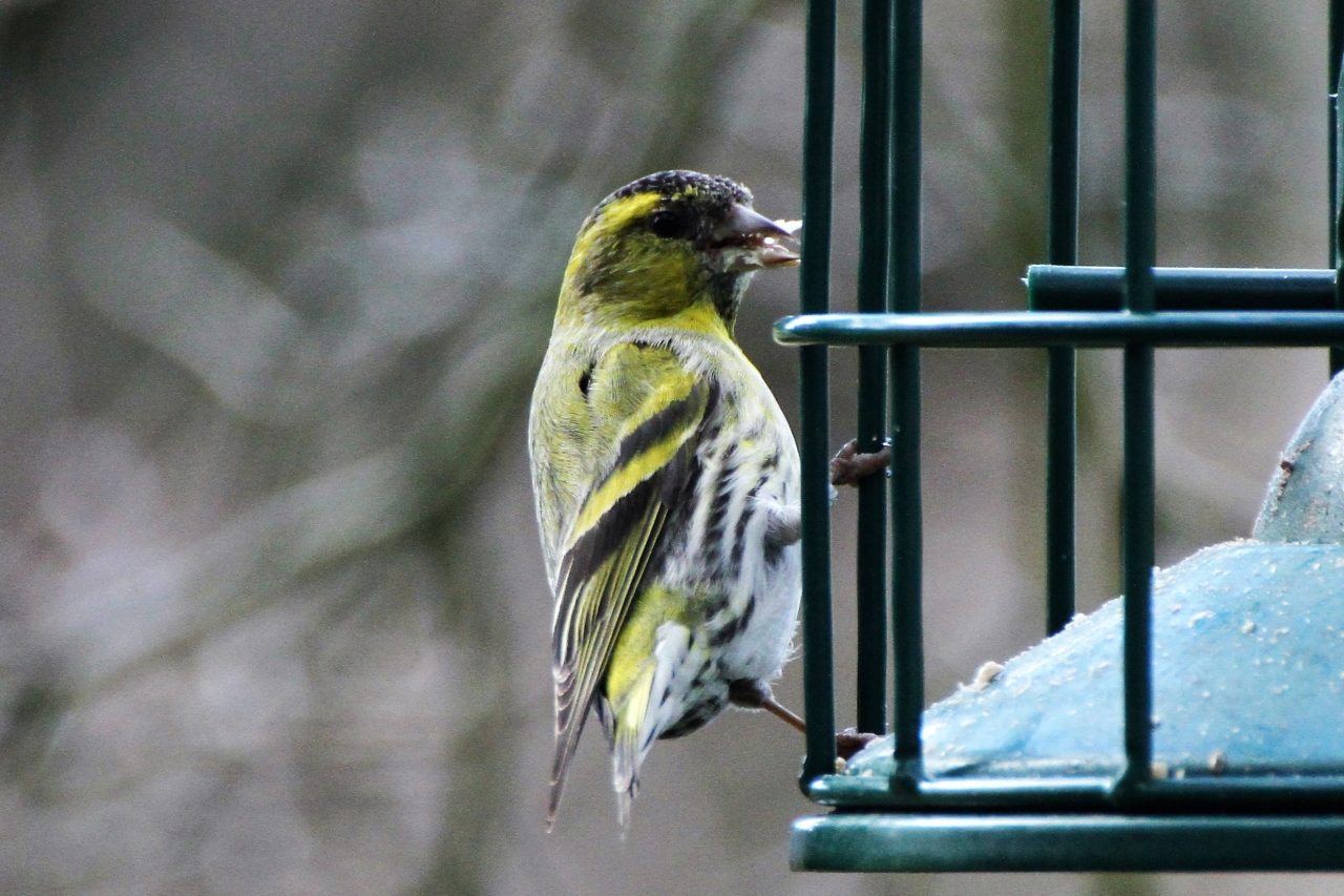Siskin - male  Siskin - male
