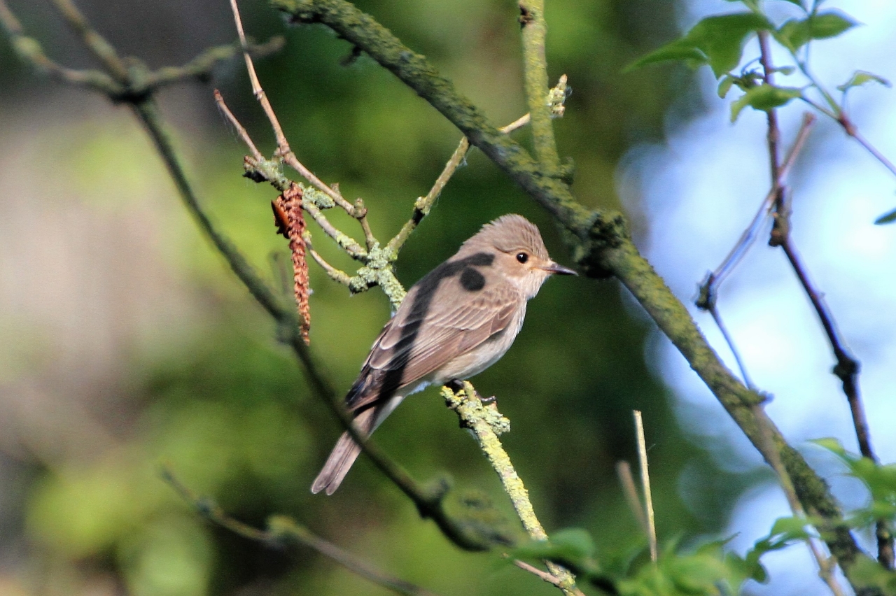 Spotted Flycatcher  Spotted Flycatcher