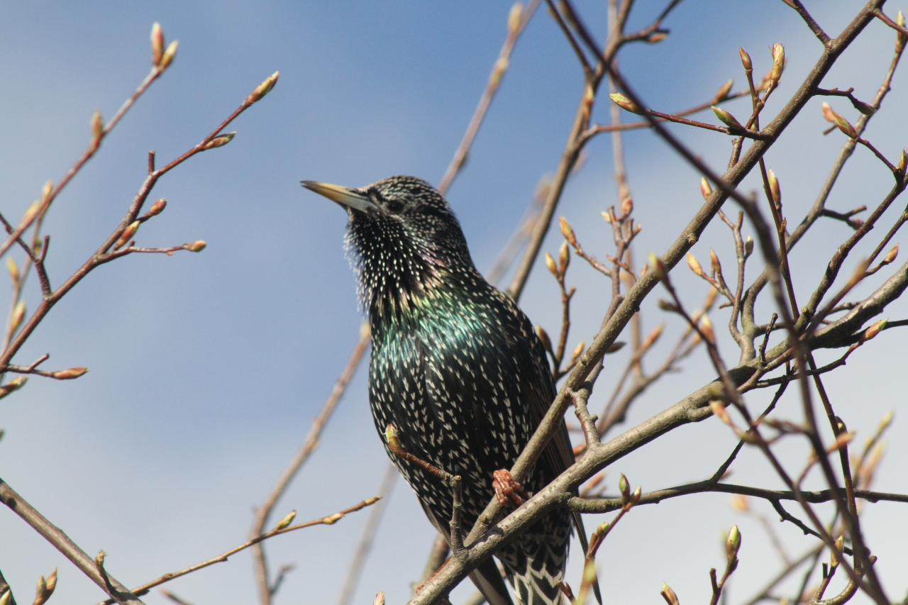 Starling  Starling