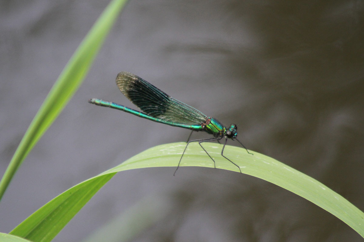 Branded Agrion  Branded Agrion
