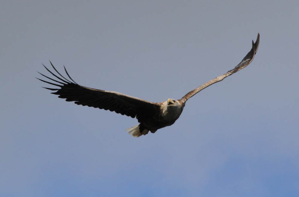 Sea Eagle  Sea Eagle
