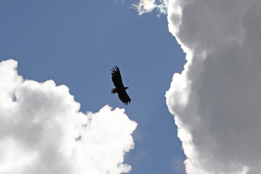 Sea Eagle  Sea Eagle