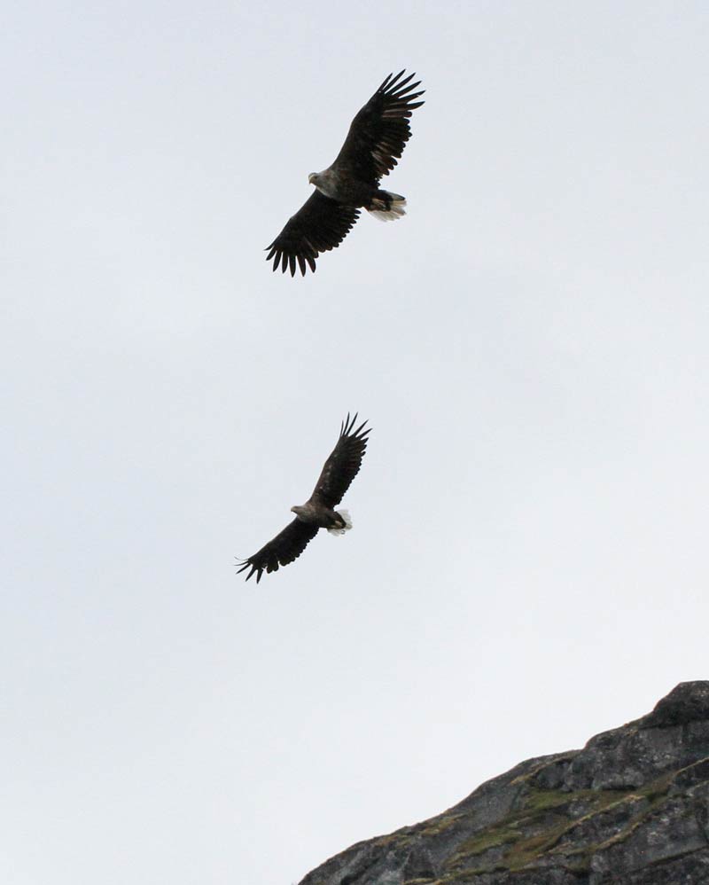 Sea Eagles  Sea Eagles
