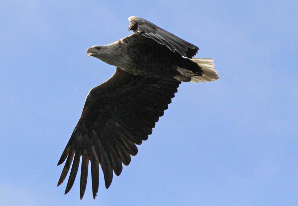 Sea Eagle  Sea Eagle