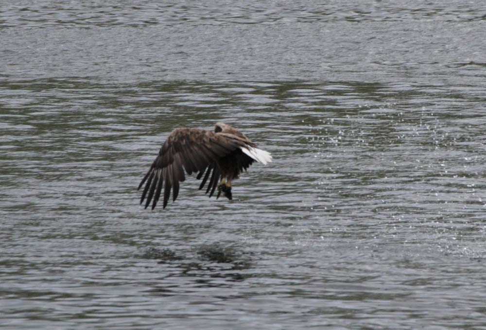Sea Eagle  Sea Eagle