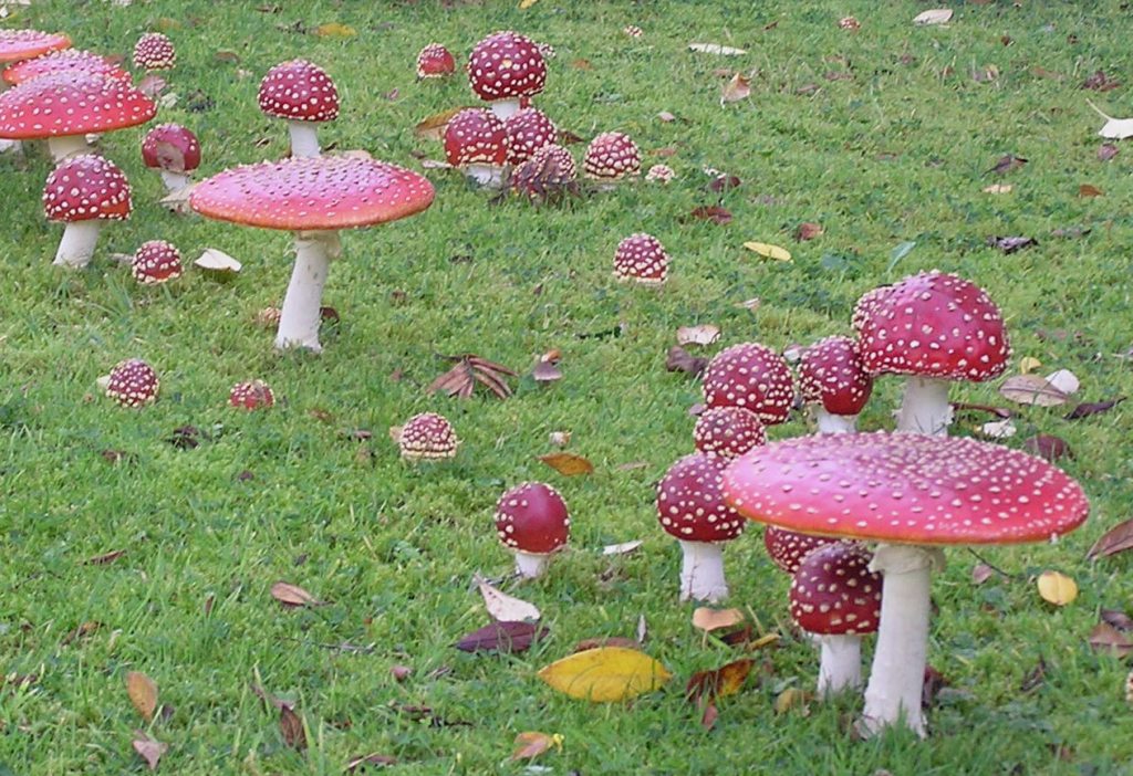 Amanitamuscaria or Fly Agaric