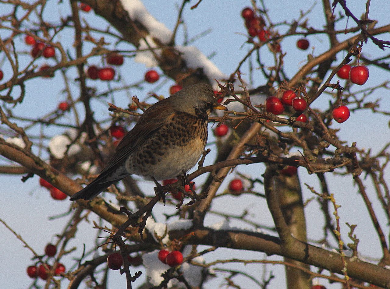 Fieldfare Feeding