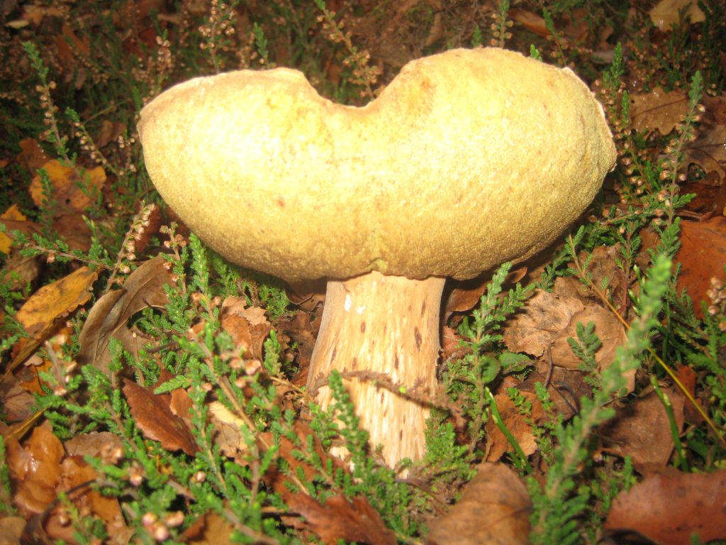 Bolete